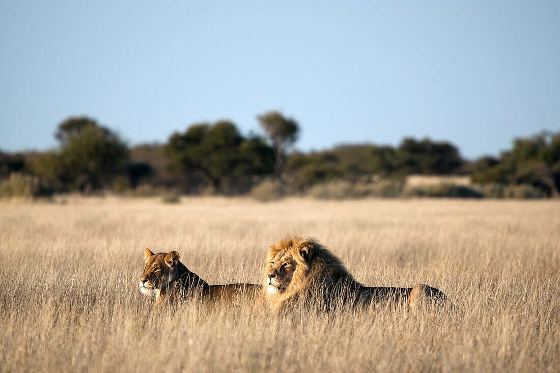 African Lion (Panthera leo) male and female, Khutse Game Reserve, Botswana