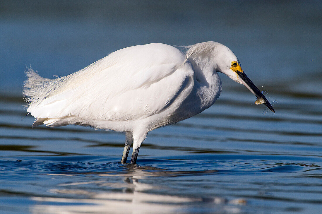 Snowy Egret (Egretta thula) with prey, Marco Island, Florida