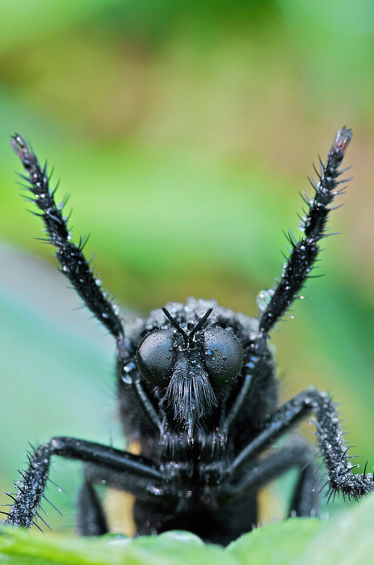 Robber Fly (Asilidae) mimics Bees (Eulaema sp), Mindo, Ecuador