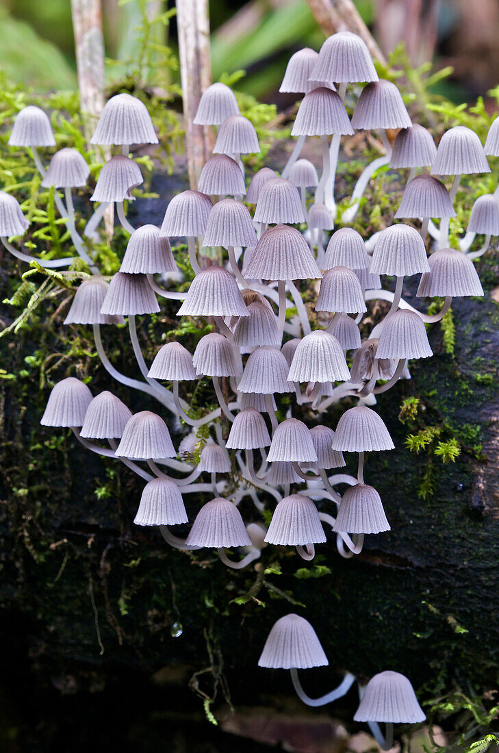 Trooping Crumble Cap Fungus (Coprinellus disseminatus) mushrooms on west slope of Andes, Mindo, Ecuador