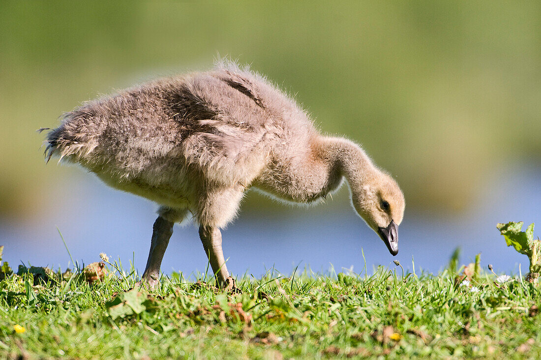 Canada Goose (Branta canadensis) chick feeding on grass, Lutjegast, Groningen, Netherlands