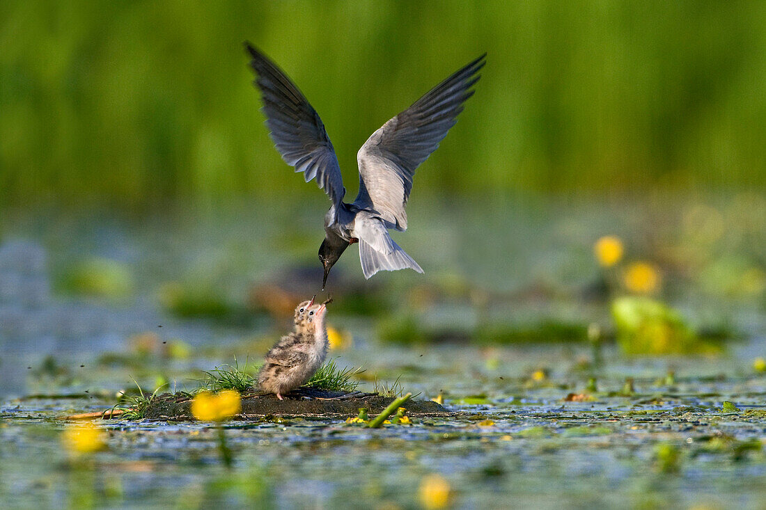 Black Tern (Chlidonias niger) parent feeding chicks at nest, Utrecht, Netherlands