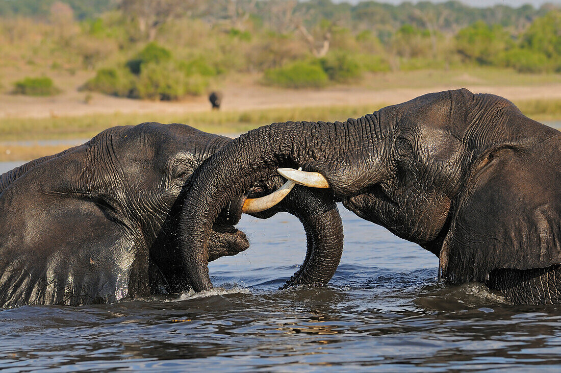 African Elephant (Loxodonta africana) males sparring, Chobe National Park, Botswana