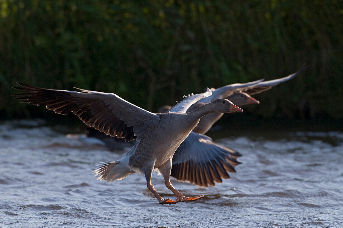 Greylag Goose (Anser anser) pair landing, Utrecht, Netherlands