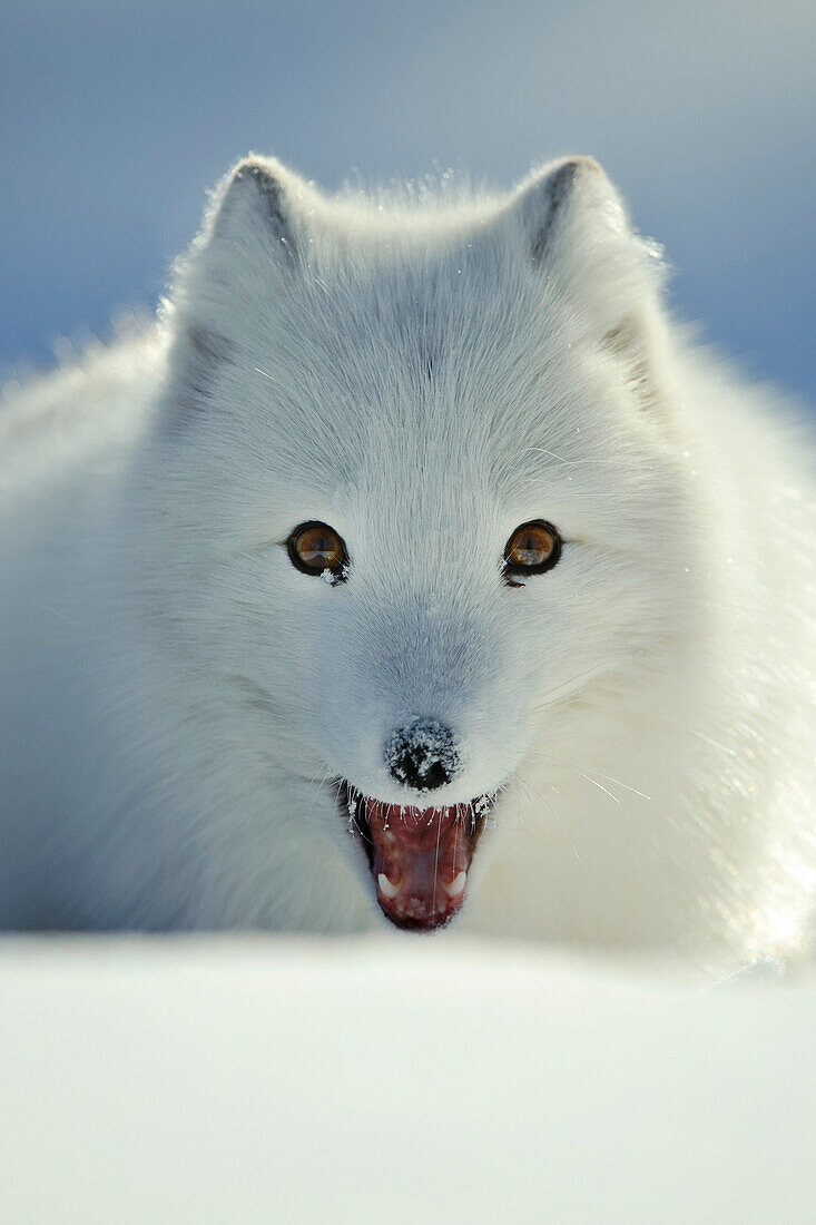 Arctic Fox (Alopex lagopus) in snow, Flatanger, Norway