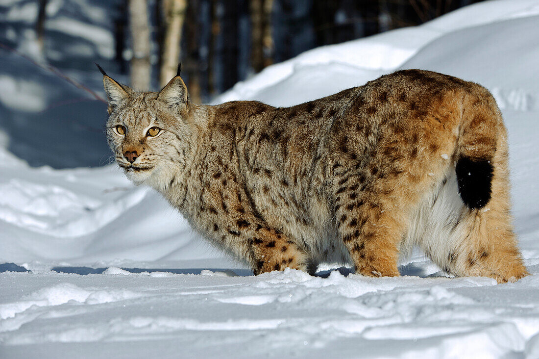Eurasian Lynx (Lynx lynx) in snow, Flatanger, Norway