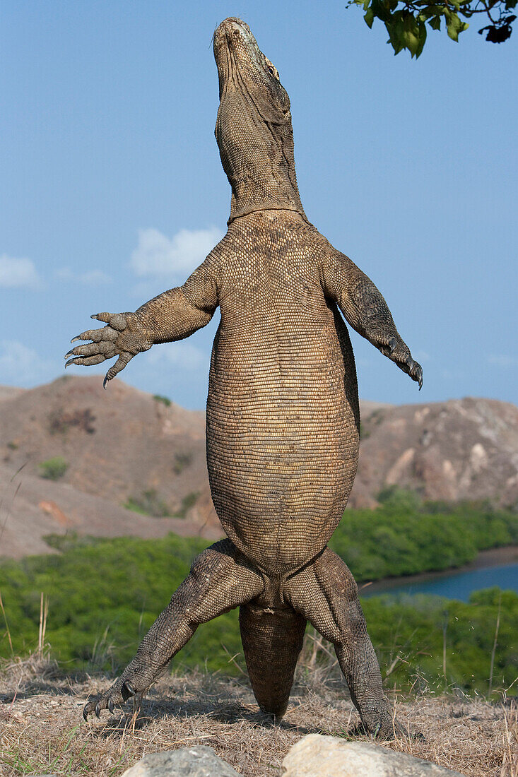 Komodo Dragon (Varanus komodoensis) standing on hind legs, Rinca Island, Komodo National Park, Indonesia