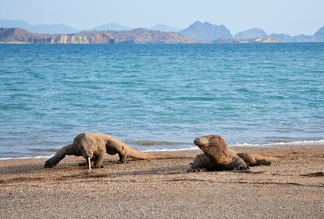 Komodo Dragon (Varanus komodoensis) pair on beach, Komodo Island, Komodo National Park, Indonesia