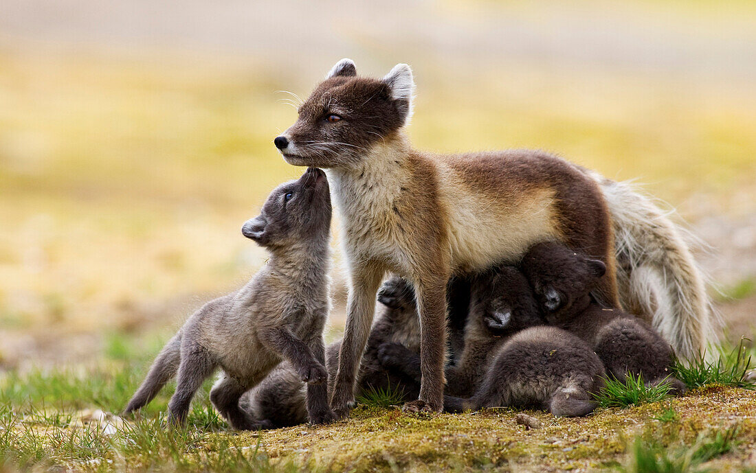 Arctic Fox (Alopex lagopus) kits suckling, Svalbard, Norway