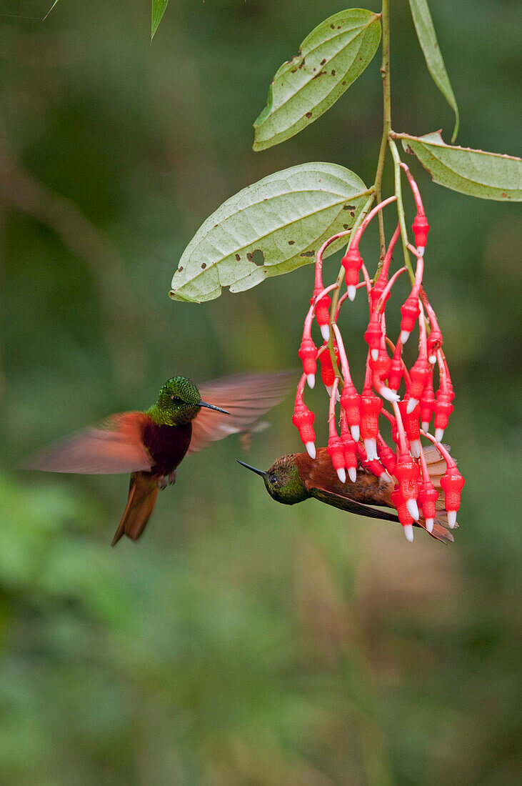 Chestnut-breasted Coronet (Boissonneaua matthewsii) hummingbird pair fighting over territory, Ecuador