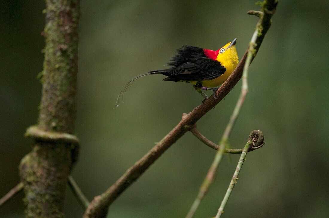 Wire-tailed Manakin (Pipra filicauda) male displaying at lek, Ecuador