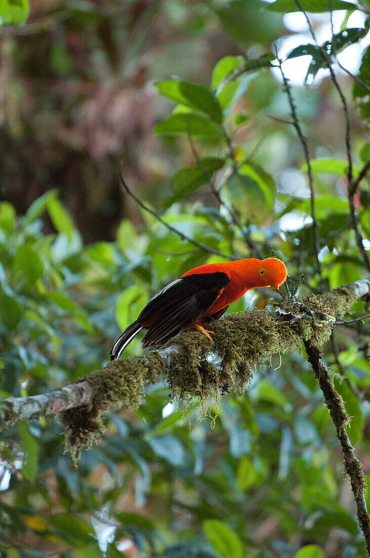 Andean Cock-of-the-rock (Rupicola peruvianus) male displaying at lek, Ecuador