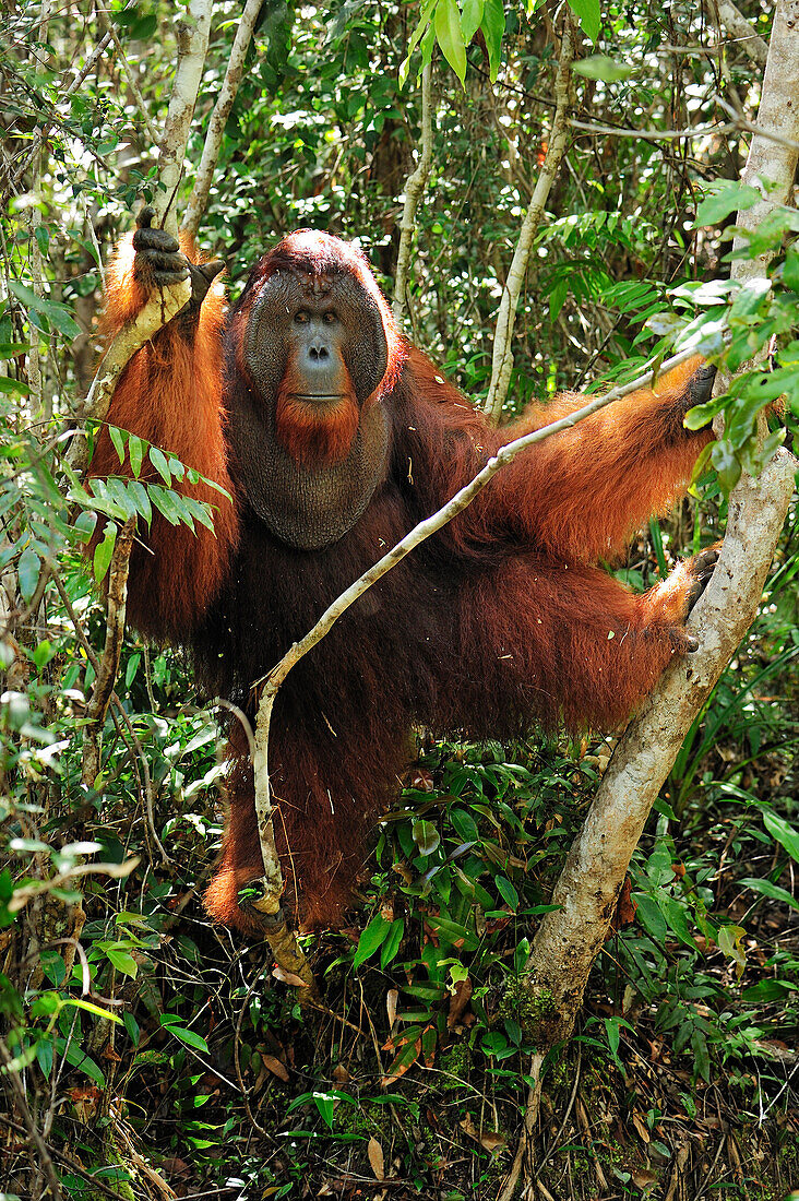 Orangutan (Pongo pygmaeus) male in rainforest interior, Camp Leakey, Tanjung Puting National Park, Borneo, Indonesia