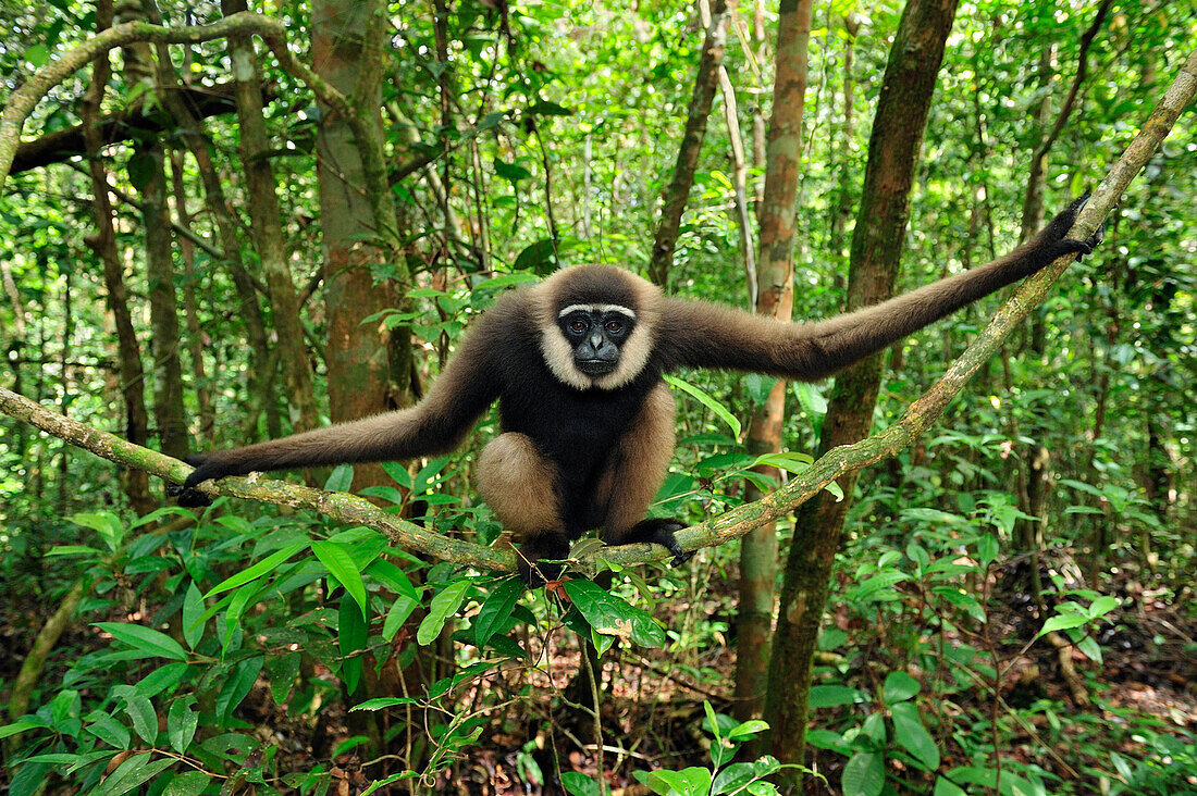 Bornean White-bearded Gibbon (Hylobates albibarbis) sitting on liana, Tanjung Puting National Park, Borneo, Indonesia