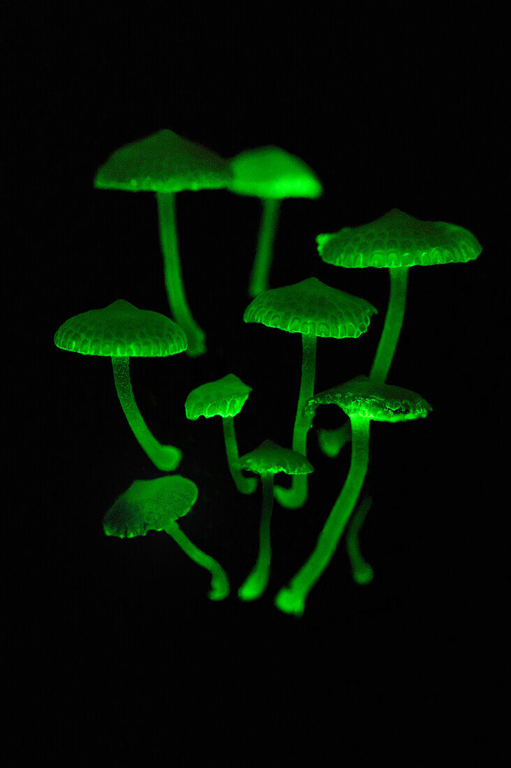 Fluorescent Fungus (Mycena illuminans) mushrooms glowing at night, Tanjung Puting National Park, Borneo, Indonesia