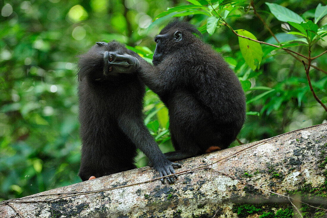 Celebes Black Macaque (Macaca nigra) pair grooming, Tangkoko Nature Reserve, northern Sulawesi, Indonesia