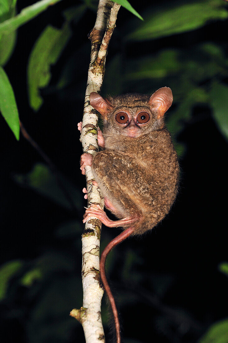 Spectral Tarsier (Tarsius tarsier), Tangkoko Nature Reserve, northern Sulawesi, Indonesia