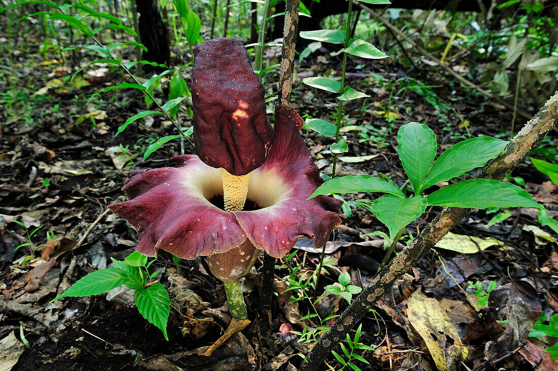 Arum (Amorphophallus sp) flowering on forest floor, Tangkoko Nature Reserve, northern Sulawesi, Indonesia