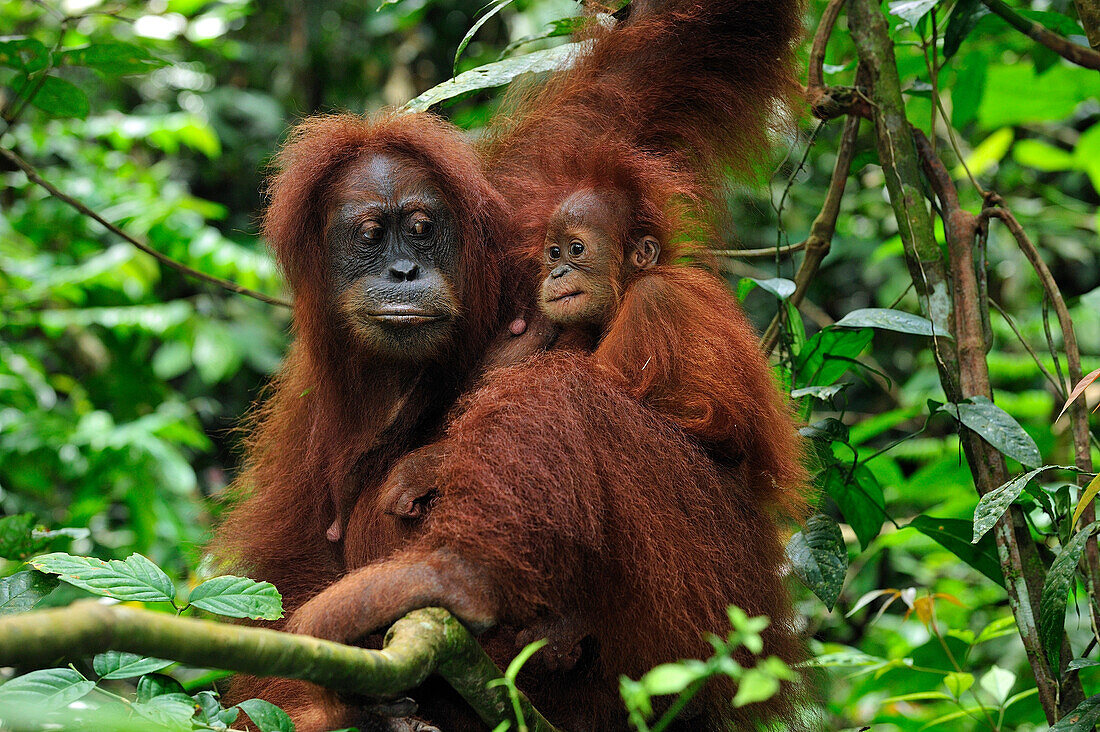 Sumatran Orangutan (Pongo abelii) mother with young, Gunung Leuser National Park, northern Sumatra, Indonesia