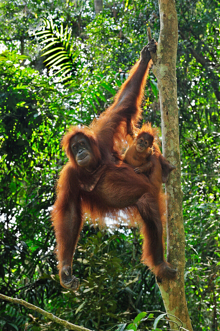 Sumatran Orangutan (Pongo abelii) mother with young hanging from tree, Gunung Leuser National Park, northern Sumatra, Indonesia