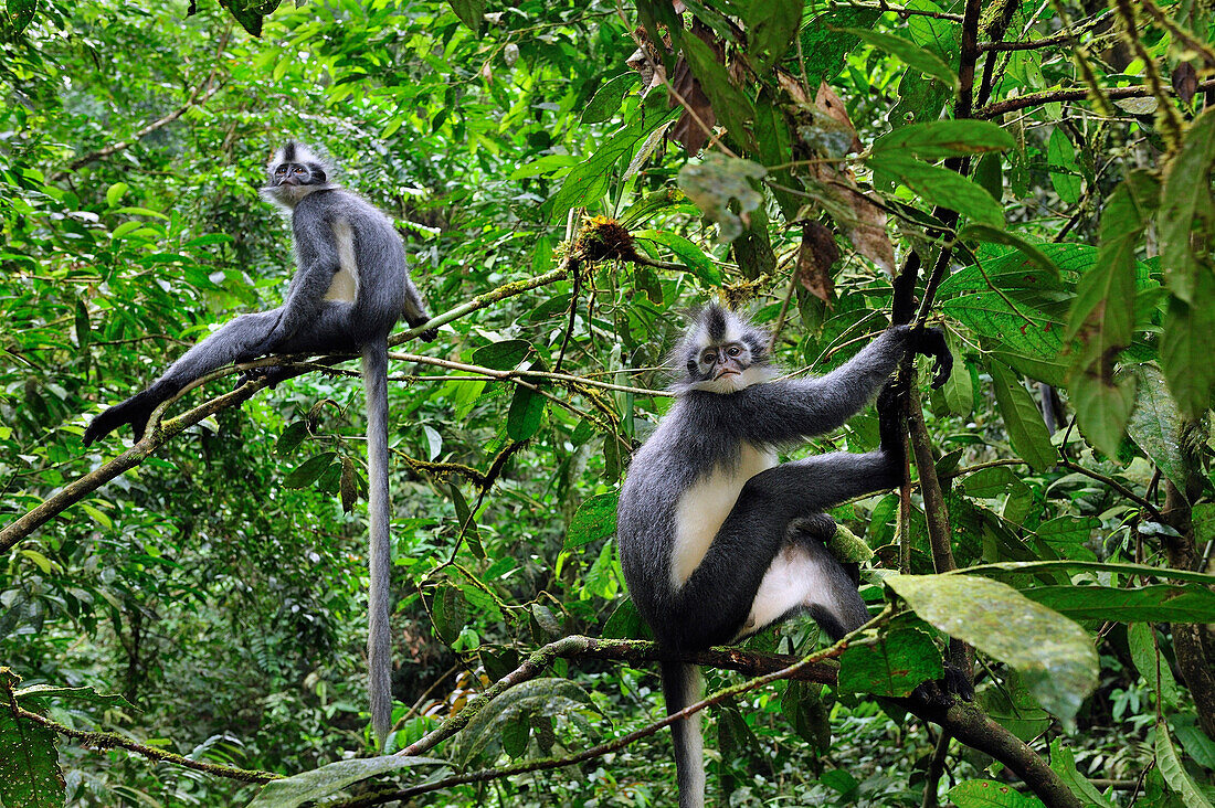 North Sumatran Leaf Monkey (Presbytis thomasi) pair in trees, Gunung Leuser National Park, northern Sumatra, Indonesia