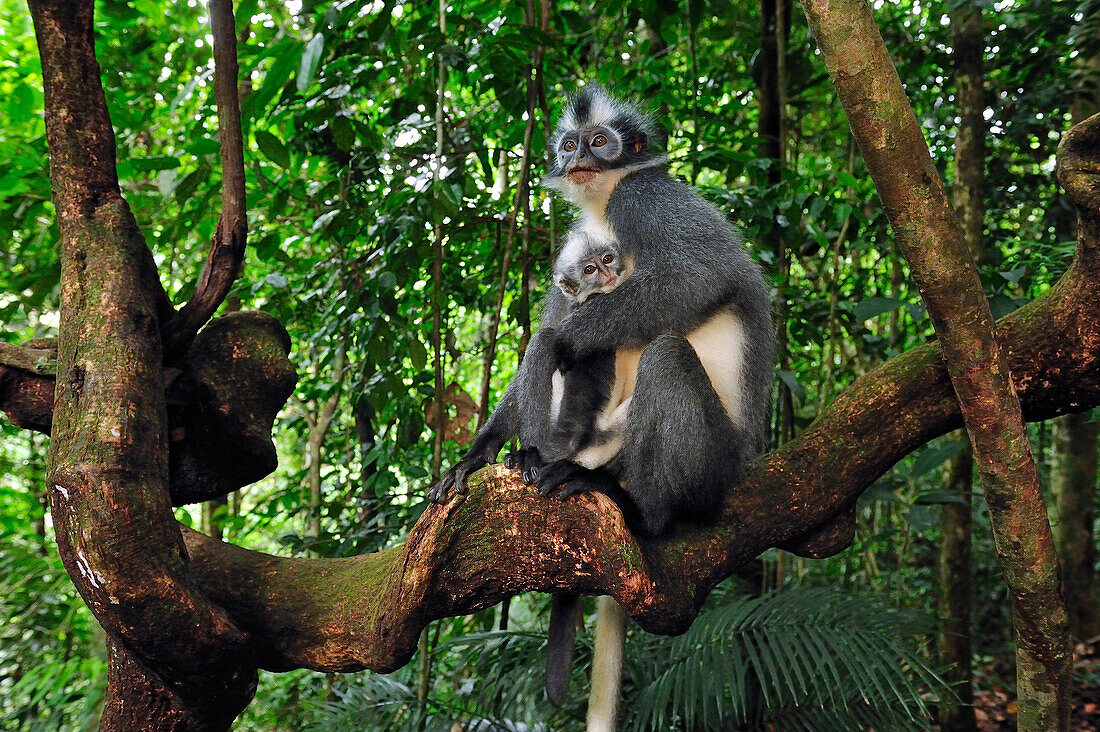 North Sumatran Leaf Monkey (Presbytis thomasi) mother with baby, Gunung Leuser National Park, northern Sumatra, Indonesia