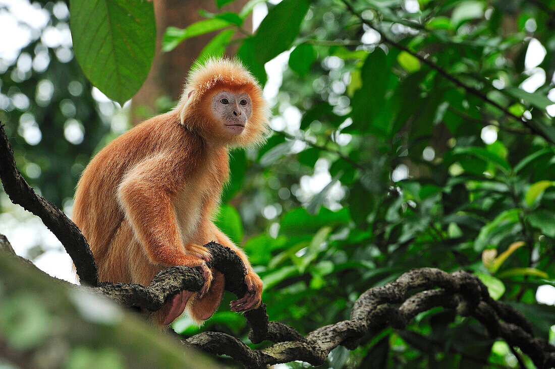 Ebony Leaf Monkey (Trachypithecus auratus) golden color variation on liana, Java, Indonesia