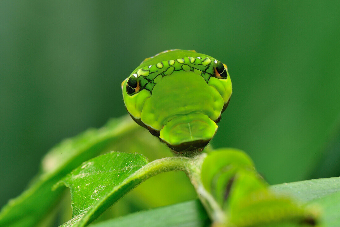 Swallowtail (Papilionidae) caterpillar showing false eyespots, Cameron Highlands, Malaysia
