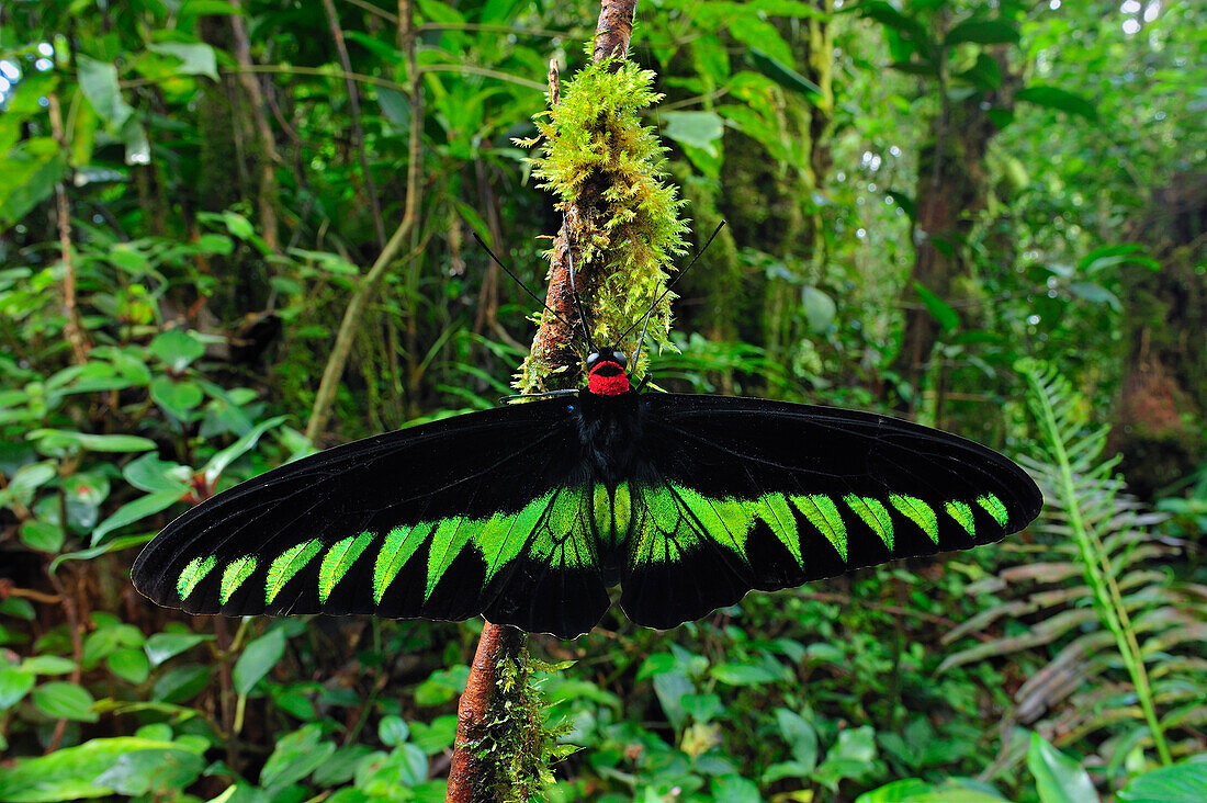 Rajah Brooke's Birdwing (Trogonoptera brookiana) butterfly male in rainforest, Cameron Highlands, Malaysia