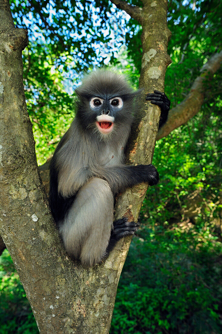 Dusky Leaf Monkey (Trachypithecus obscurus) calling, Khao Sam Roi Yot National Park, Thailand