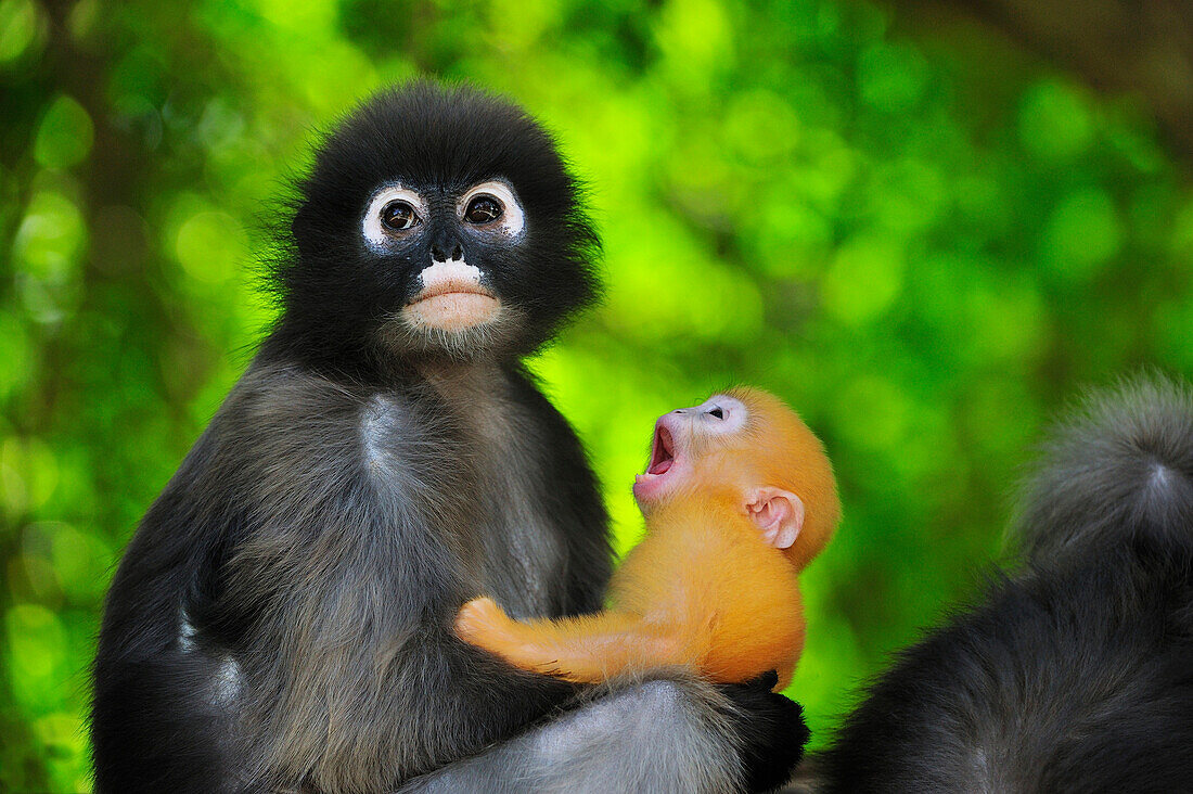 Dusky Leaf Monkey (Trachypithecus obscurus) mother with yawning baby, Khao Sam Roi Yot National Park, Thailand
