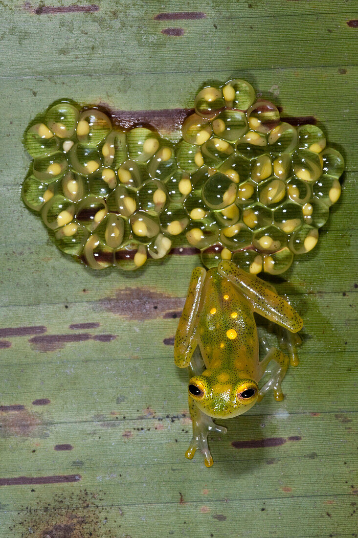 Glass Frog (Hyalinobatrachium aureoguttatum) parent on  leaf with developing eggs, northwest Ecuador