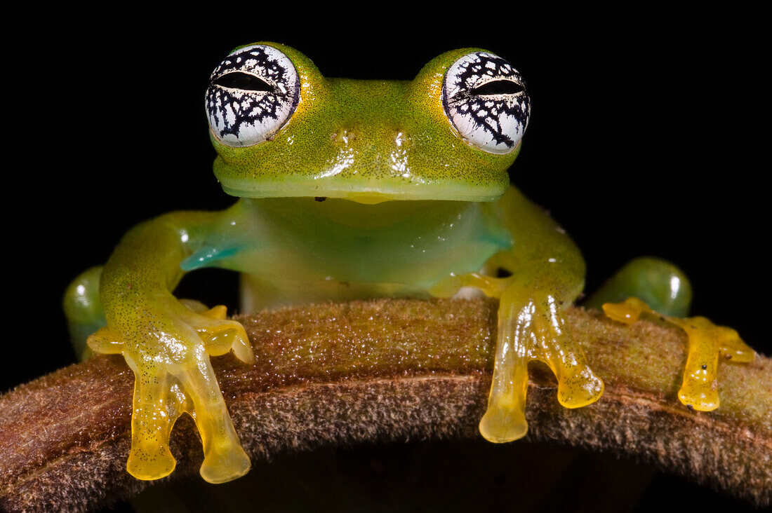 Glass Frog (Espadarana callistomma), northwest Ecuador