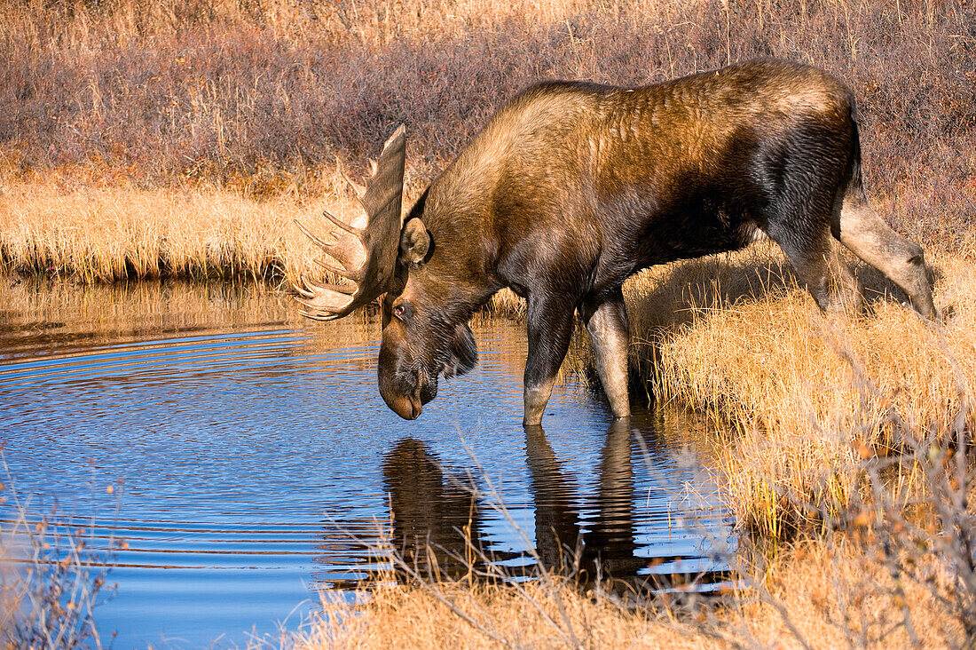 Alaska Moose (Alces alces gigas) bull entering pond, Alaska