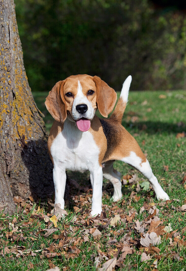 Beagle (Canis familiaris)