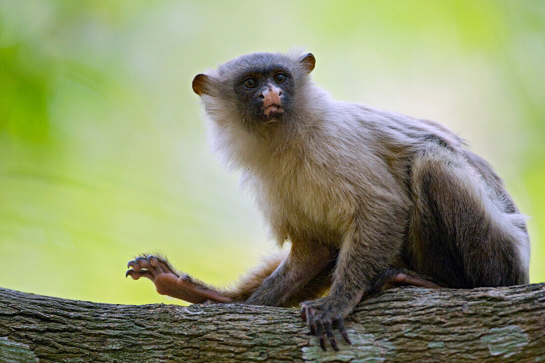 Black-tailed Marmoset (Callithrix melanura), Pantanal, Brazil