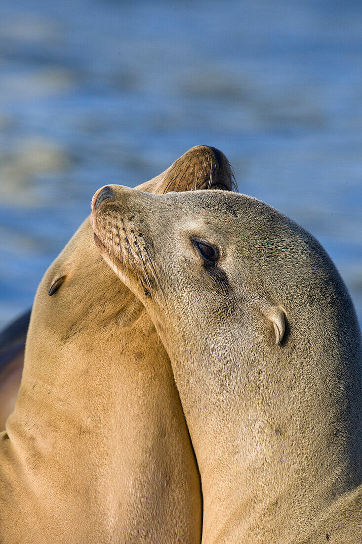 California Sea Lion (Zalophus californianus) pair sunbasking, Monterey Bay, California