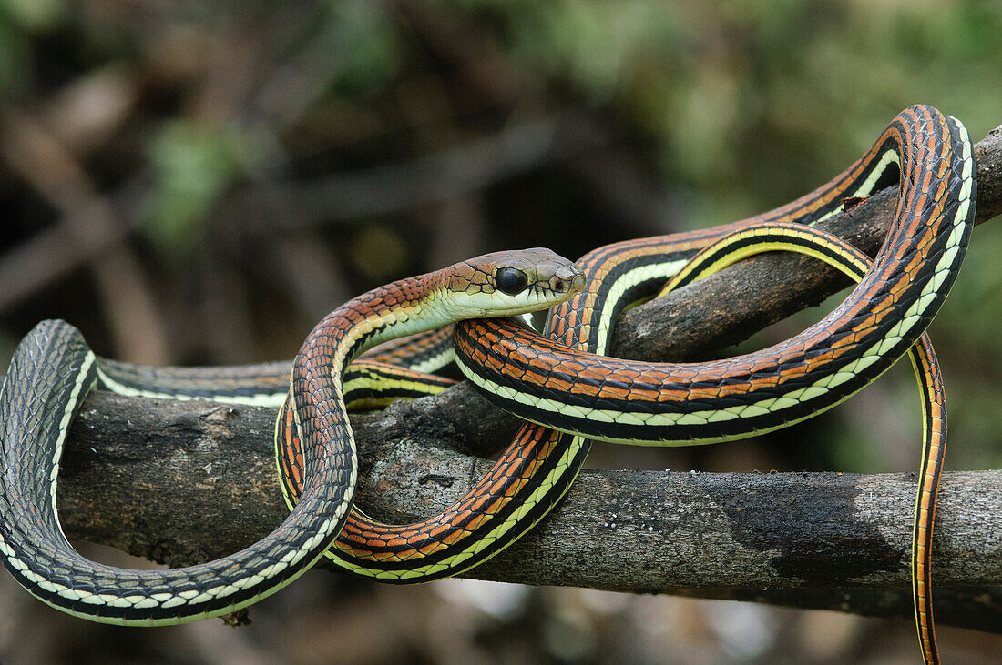 Gray Bronzeback (Dendrelaphis caudolineatus) snake coiled in tree, Kuching, Borneo, Malaysia