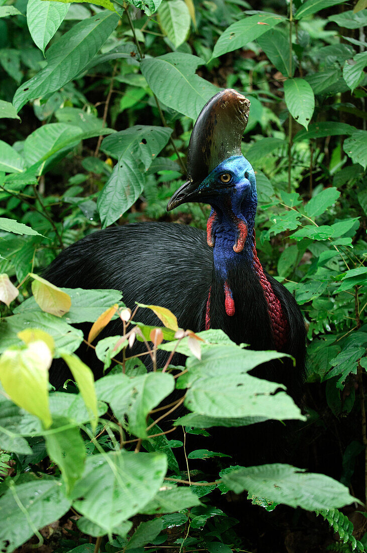 Southern Cassowary (Casuarius casuarius) in forest understory, Indonesia