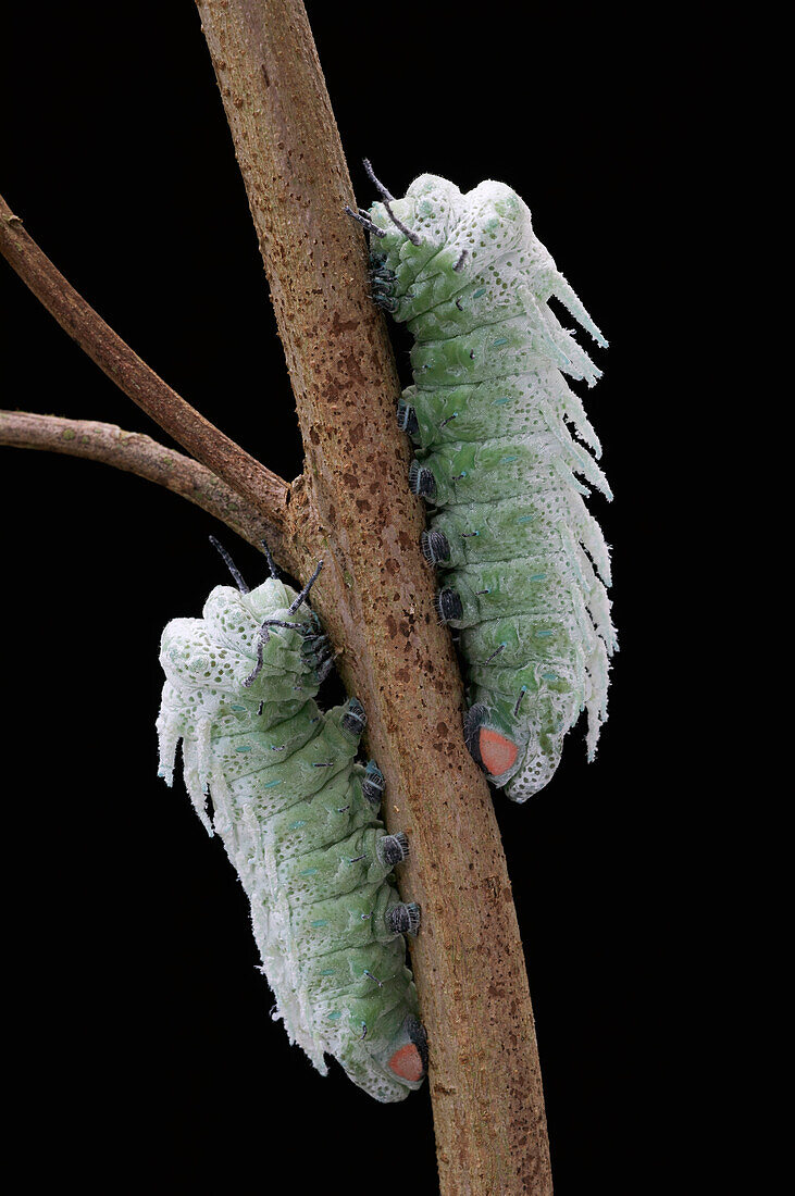Atlas Moth (Attacus atlas) caterpillars, Kuching, Borneo, Malaysia