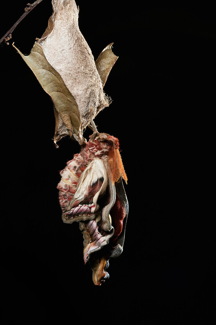 Atlas Moth (Attacus atlas) male allowing its wings to expand and harden after emerging from cocoon, Kuching, Borneo, Malaysia, sequence 1 of 5