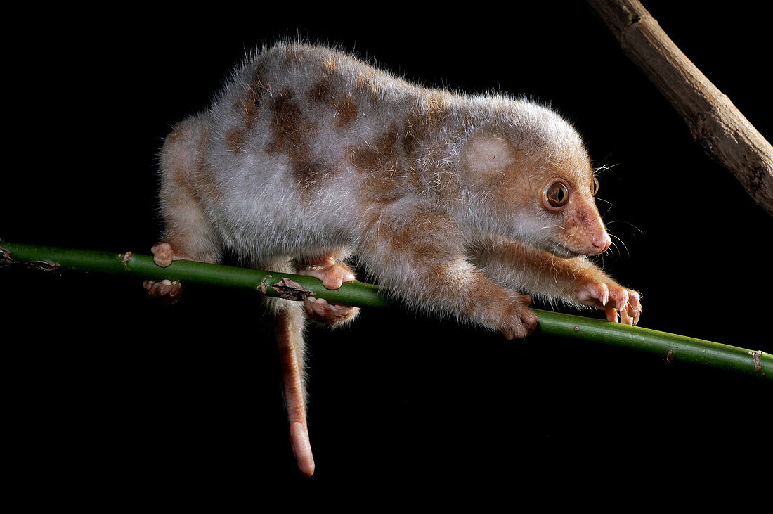 Short-tailed Spotted Cuscus (Spilocuscus maculatus) juvenile climbing, Nabire, Indonesia