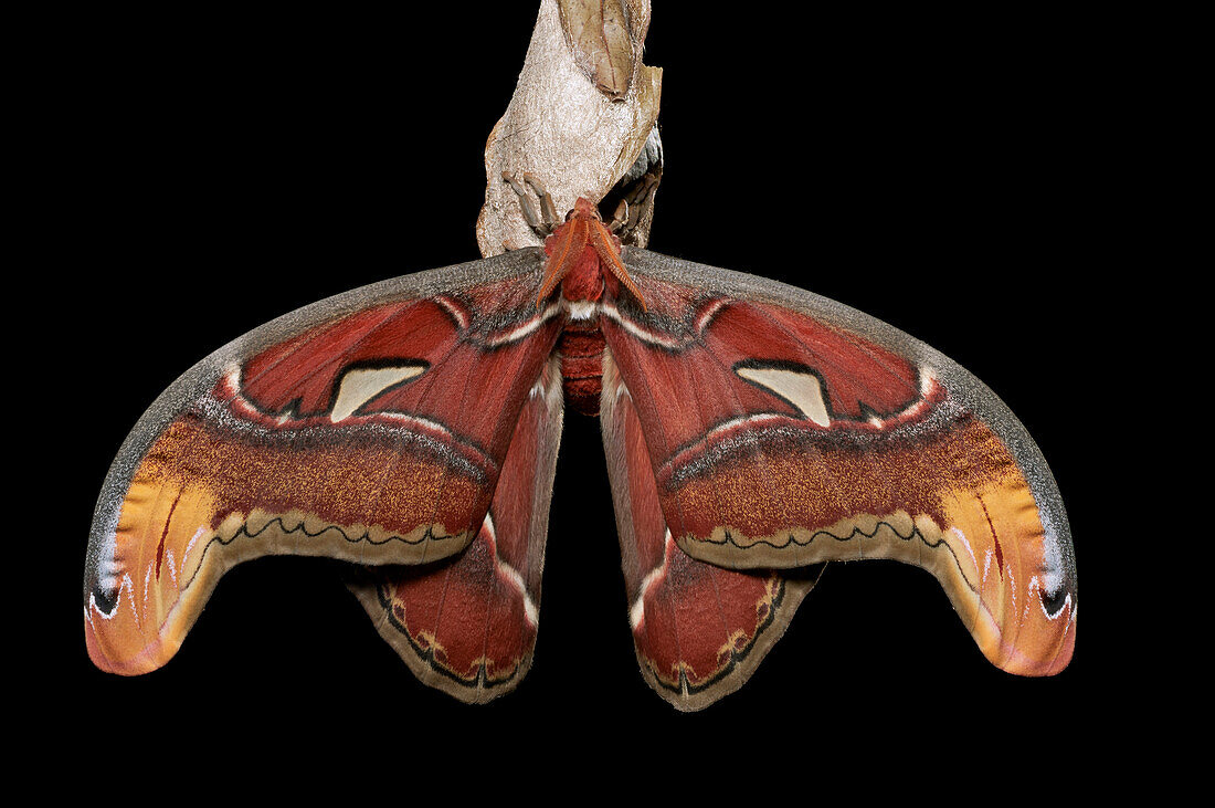 Atlas Moth (Attacus atlas) male allowing its wings to expand and harden after merging from cocoon, Kuching, Borneo, Malaysia, sequence 5 of 5