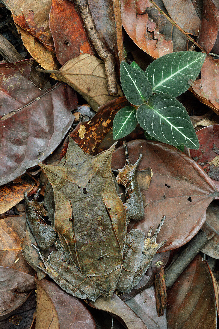 Asian Horned Frog (Megophrys nasuta) camouflaged in leaf litter, Gunung Mulu National Park, Malaysia