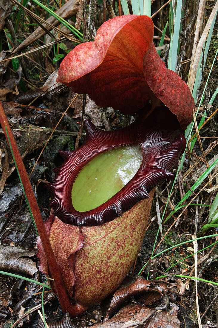 Pitcher Plant (Nepenthes rajah) pitcher, Kinabalu National Park, Malaysia