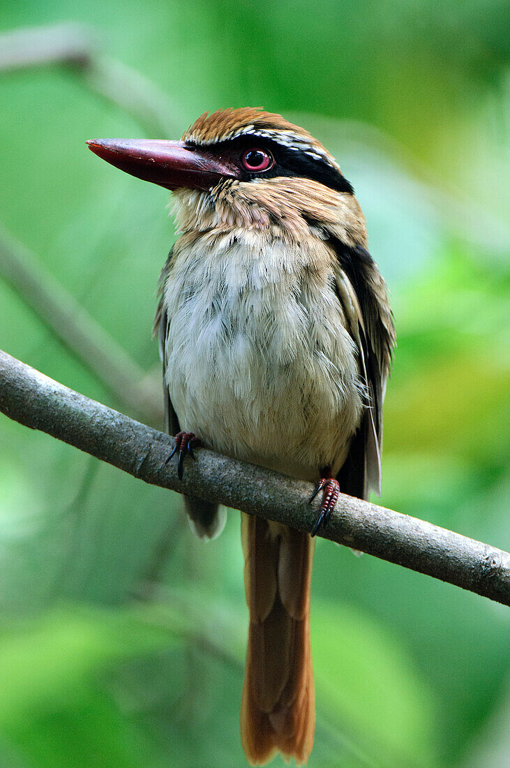 Lilac-cheeked Kingfisher (Cittura cyanotis), Tangkoko Nature Reserve, Sulawesi, Indonesia