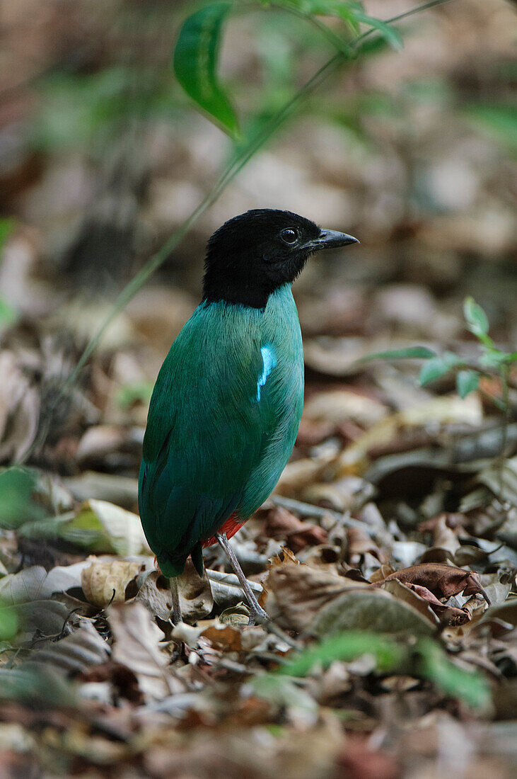 Hooded Pitta (Pitta sordida), Tangkoko Nature Reserve, Sulawesi, Indonesia