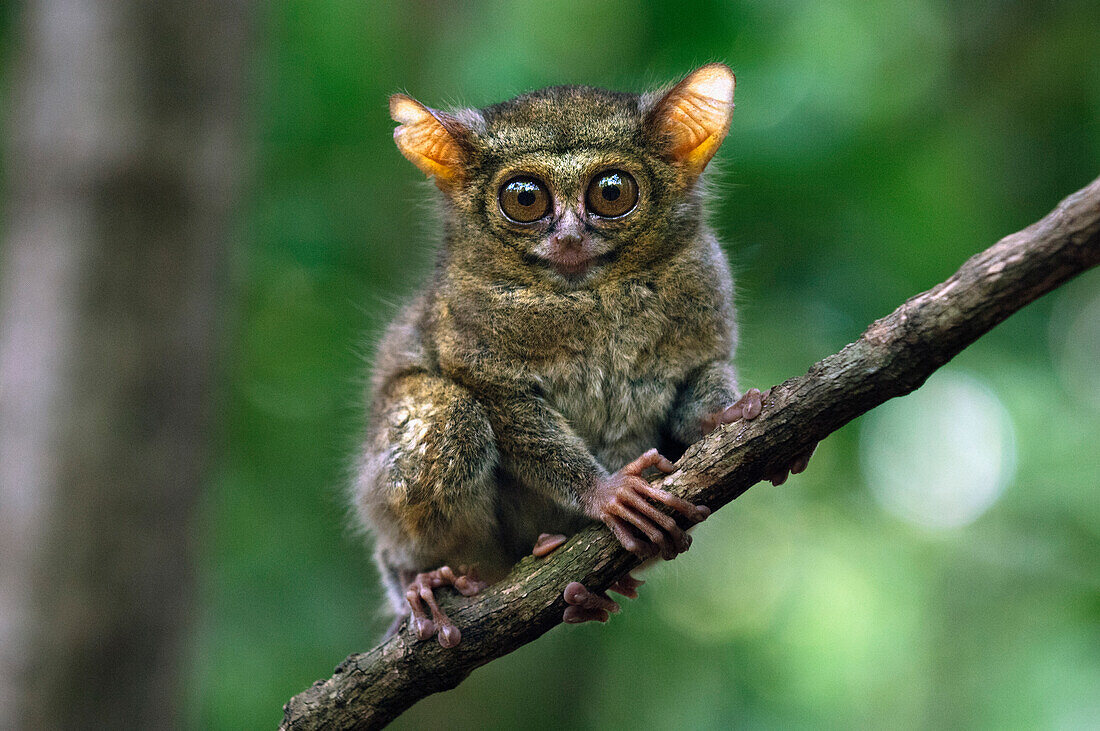 Spectral Tarsier (Tarsius tarsier), Tangkoko Nature Reserve, Sulawesi, Indonesia