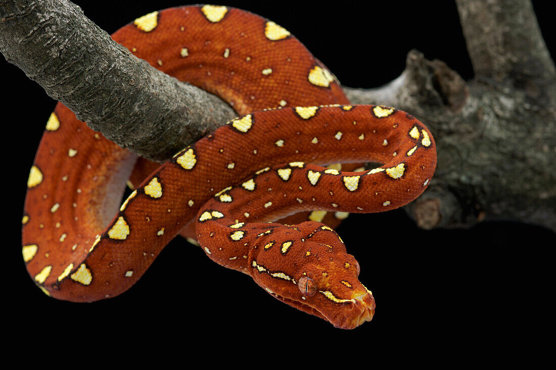 Green Tree Python (Morelia viridis) young coiled in tree, Jakarta, Indonesia