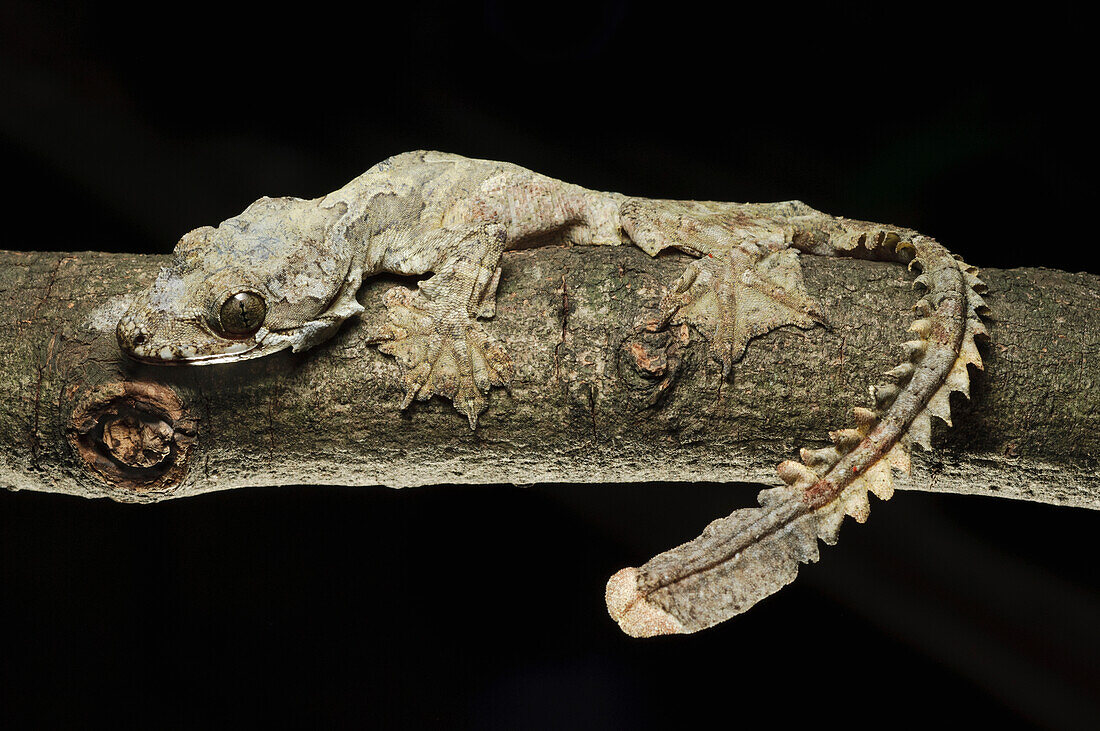 Kuhl's Flying Gecko (Ptychozoon kuhli), Jakarta, Indonesia